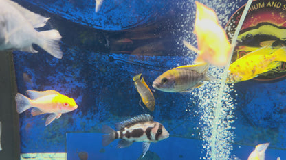 Aulonocara sp.Lwanda Peacock