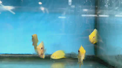 Red Spot Gold Severum (Heros cf. efasciatus)