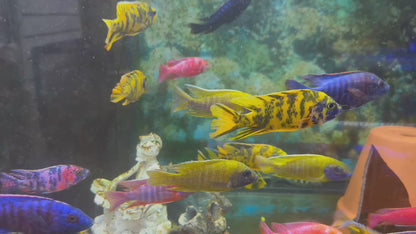 Yellow OB (Orange Blotched) Peacock Cichlid - Fish