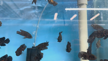 Red Tiger Oscar 2.5”-3”