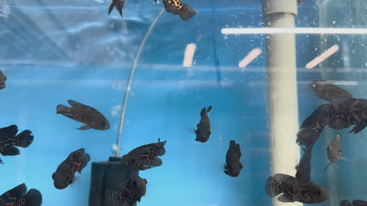 Red Tiger Oscar 2.5”-3”