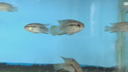 Laetacara curviceps (Dwarf Flag Cichlid)