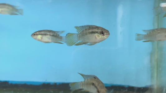 Laetacara curviceps (Dwarf Flag Cichlid)