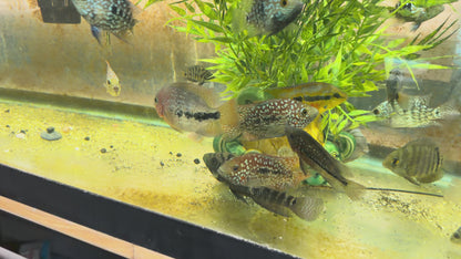 SRT F4 Super Red Texas Cichlid