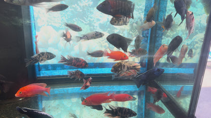 Fire Red Dragon Blood Peacock - Fish