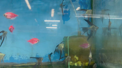 Bulgarian Green Angelfish (Pterophyllum Scalare Sp)