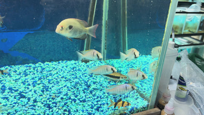 Placidochromis electra
Deep Water Hap