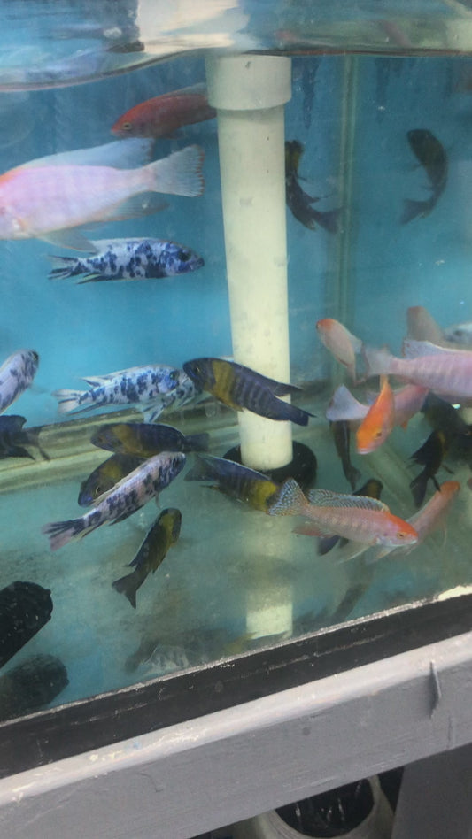 Electric Marble OB AHLI Cichlid