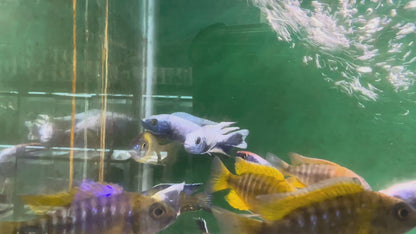 Sciaenochromis fryeri "Iceberg" Iceberg Fryeri