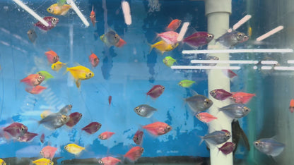 Glow Tetras