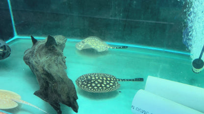 Albino Pearl Stingray (Potamotrygon jabuti)