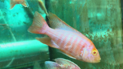 Aulonocara sp. Maleri  Albino Ruby Red Peacock (Aulonocara sp. Maleri)