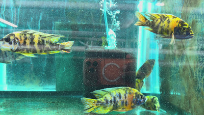 Yellow OB (Orange Blotched) Peacock Cichlid - Fish