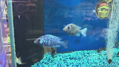 Placidochromis sp. "Phenochilus Tanzania" Star Sapphire