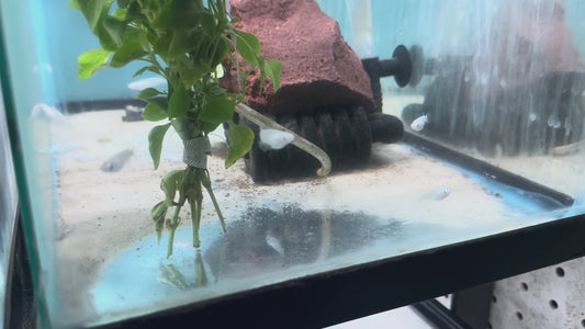 Platinum Ricefish - Medaka Ricefish (Oryzias latipes)