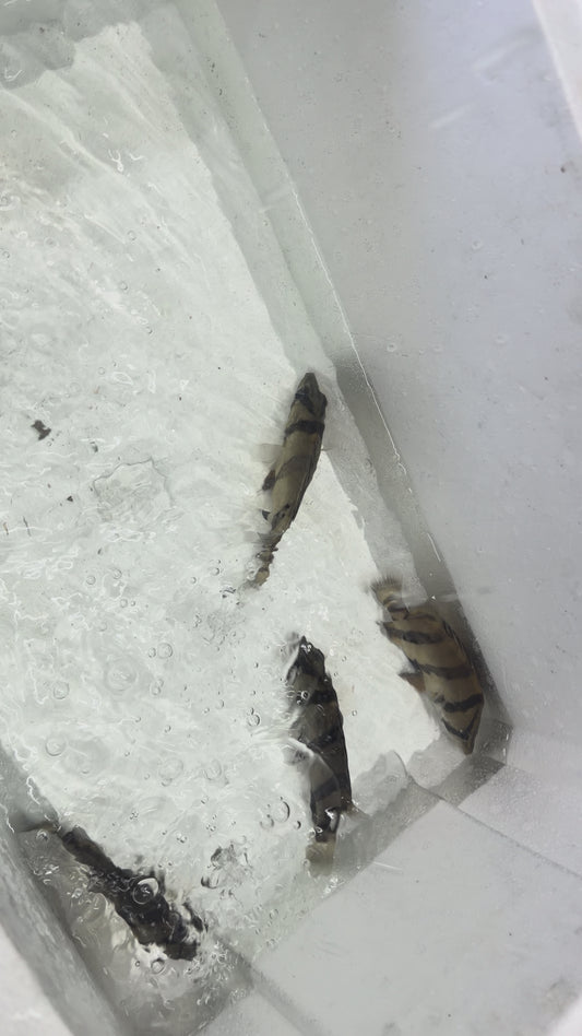 NTT DATNOID TIGER FISH (DATNIOIDES UNDECIMRADIATUS)PRE-ORDER NOW!