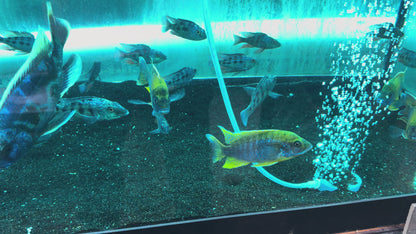 Rostratus Cichlid