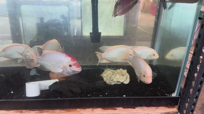 Fenestratus Cichlid (Vieja fenestrata) XXL ADULT