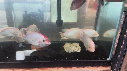 Fenestratus Cichlid (Vieja fenestrata) XXL ADULT