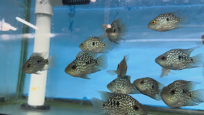 Balloon body carpintis Texas cichlid 3”