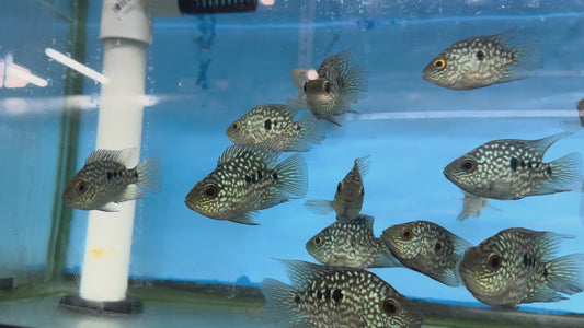 Balloon body carpintis Texas cichlid 3”