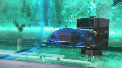 Aulonocara hansbaenschi  Red Shoulder Peacock "Chiloelo"