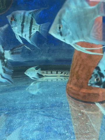Barred AKA Armored Bichir - Polypterus delhezi