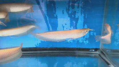Albino Silver Arowana (Osteoglossum Bicirrhosum)