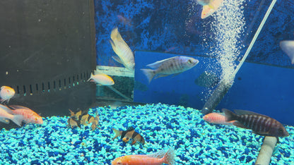 Placidochromis sp.
Jalo Reef Hap