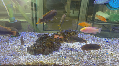 Iodotropheus sprengerae
Rusty Cichlid