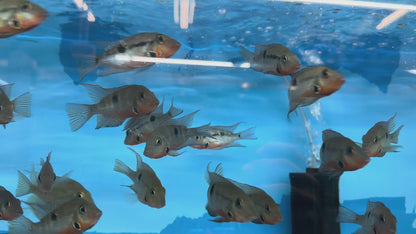 Firemouth Cichlid (Thorichthys meeki)