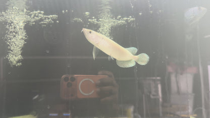 Jardini Arowana (Scleropages jardinii)