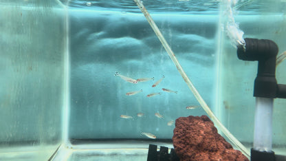 Rummynose Tetra (Petitella rhodostomus)