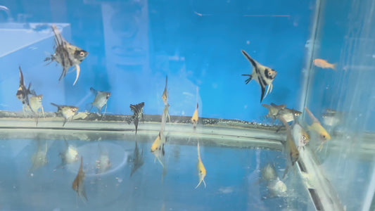 Assorted angelfish