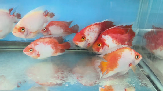 Red and White Parrot Cichlid - SANTA PARROTFISH - Fish