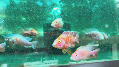 Dragon Blood Albino OB - Fish