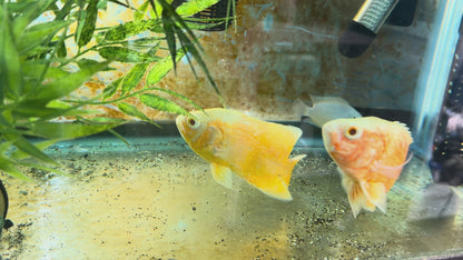 Albino Lemon Oscar (Hemichromis bimaculatus)
