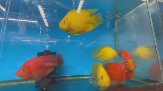 Yellow Parrotfish