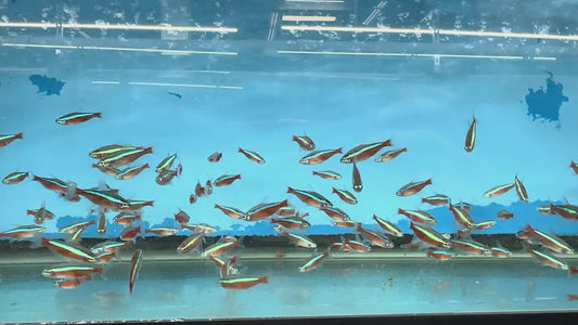 Cardinal Tetra (Paracheirodon axelrodi)