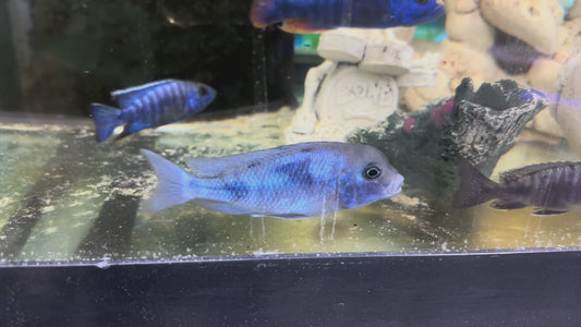 Blue Dolphin Hap Cichlid (Cyrtocara moorii)