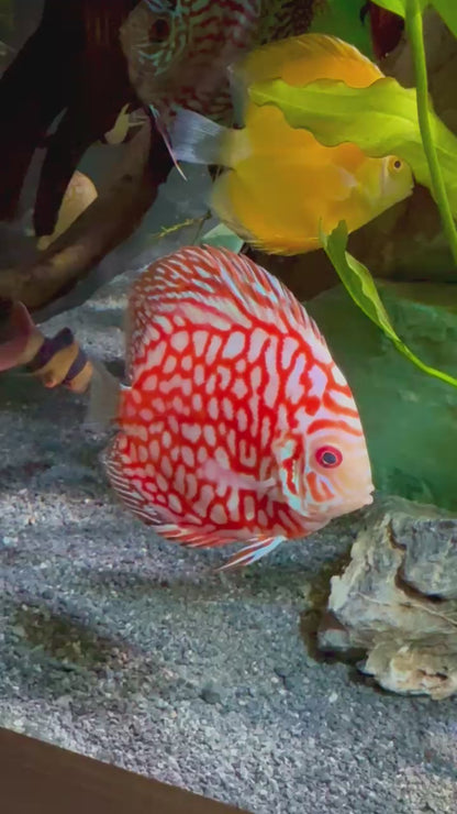 Super Red Discus