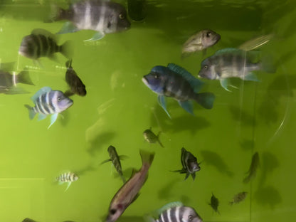 Cyphotilapia frontosa  Kigoma 7 Stripe Frontosa