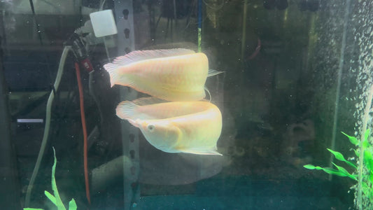 Albino Silver Arowana (Osteoglossum Bicirrhosum)