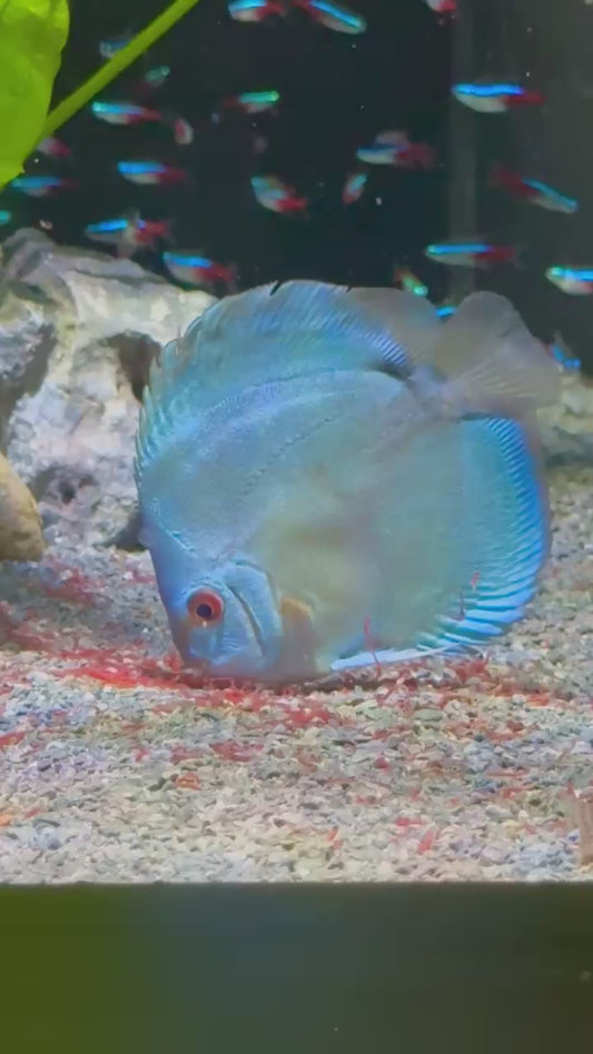 Red Alenquer Discus (Symphysodon aequifasciatus)