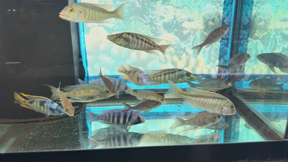 Cyathopharynx Foai 'Sibwesa'