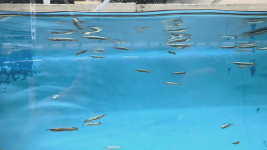 Halfbeak fish 1”-1.5”