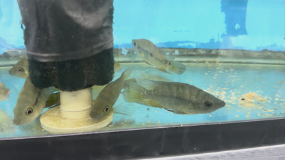 Lyon's Cichlid (Amphilophus lyonsi)
