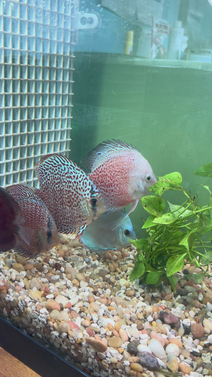 Super Red Discus
