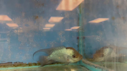 Blue Thai Silk Flowerhorn Cichlid (Cichlasoma sp)