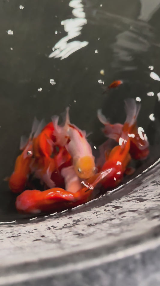 RED AND WHITE ORANDA